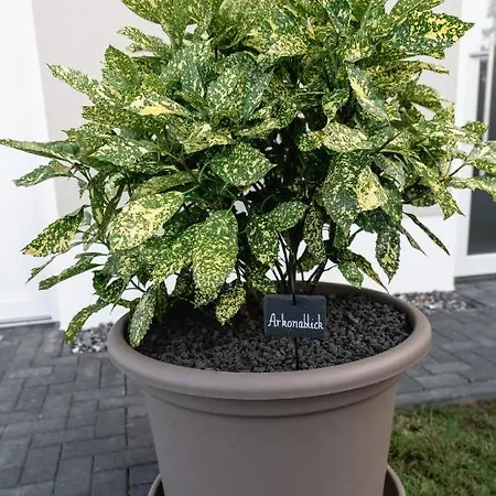 Dom wakacyjny Ostseehaus Am Naturstrand - Arkonablick